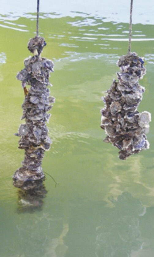 Group provides oysters on a rope for water filtration News, Sports